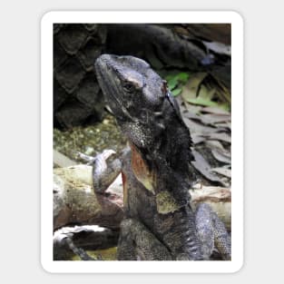 Frilled-necked Lizard Sticker